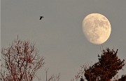 88 Spunta la luna piena sul Parco dei Colli